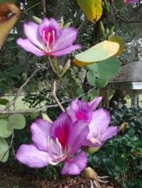 Closeup of Florida Native Orchid Tree Blossom