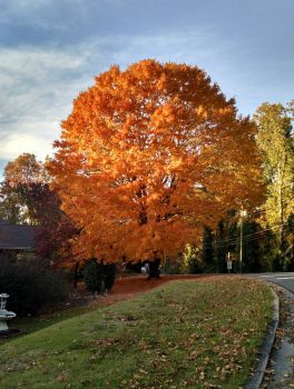 Beautiful Maple Tree in fall colors