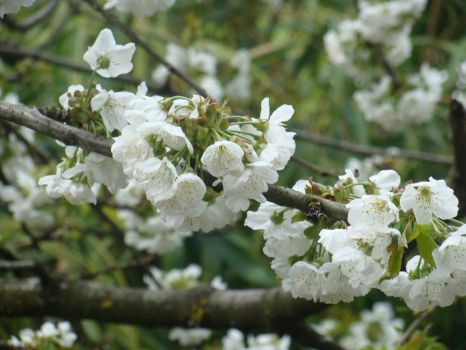 Judy's Cherry Blossoms 2