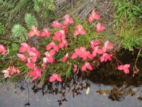 Disa uniflora