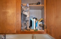 Trixie in the cabinet