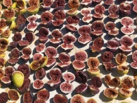 Figs Drying in the Sun
