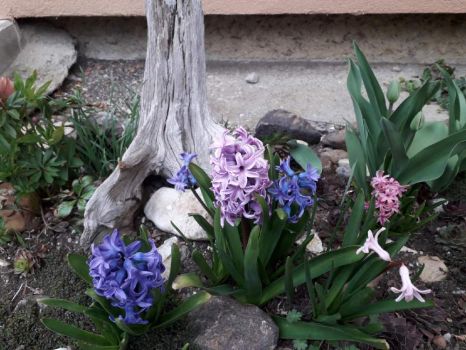 Hyacinty, hyacinth