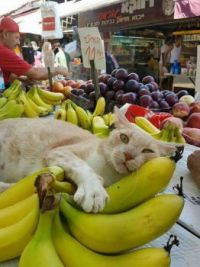 Banana-Loving Cat