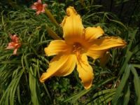 The splendor of a day lily!