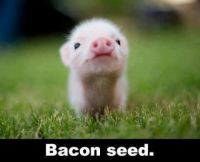 bacon seed