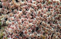 Lichen