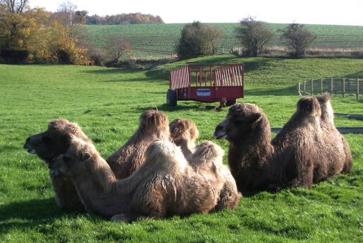 Camels at Mainsgill Farm