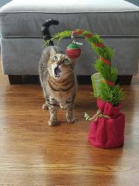"Ohhh! Chalie Brown Is real.i seez His Christmas tree! I'z thinks I'll eat it."