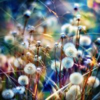 Dandilions