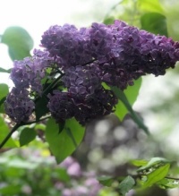 Blooming Lilac in Maryland