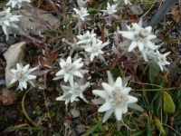 Edelweiss