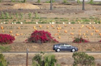 Leucadia - Pumpkin Field