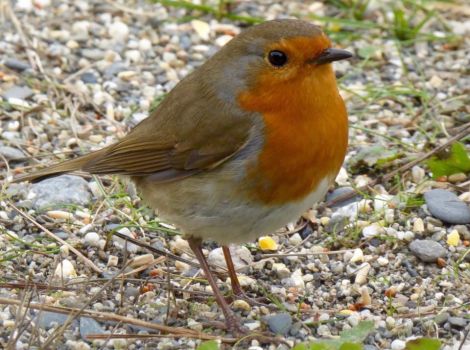 Solve Cheerful Cornish Robin jigsaw puzzle online with 70 pieces