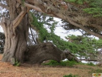 A Grand Monterey Cypress