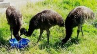 Emus  love the  waterbowl