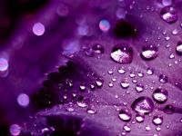 Purple Drops