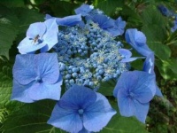 Large Leaf Hydrangea
