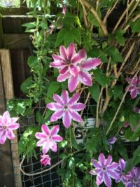 Shy clematis