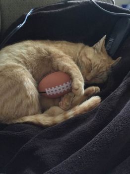 Cat & Football