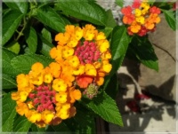 Lantana   -   Libora