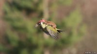 WeaselPecker