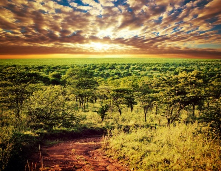 The Serengeti, Tanzania, Africa