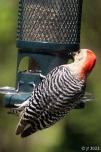 Red-Bellied Woodpecker, Female