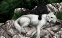 Black and White Wolfs