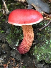 Red capped scaber stalk
