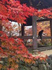 Fall Day in Kyoto