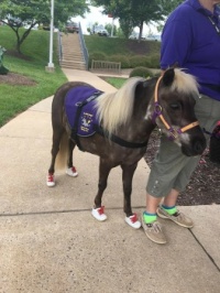 This is little Zeke who is a therapy pony that wears sneakers...