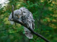 Ural Owls....Estonia