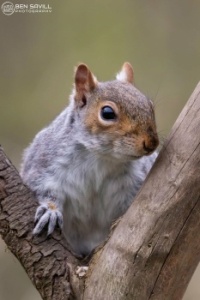 Grey squirrel. Shropshire photography hide