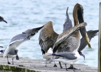 Brown Pelican, Laughing Gulls and a fish