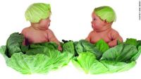 Cabbage Babies