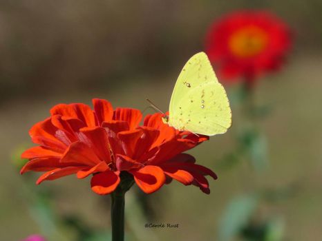 Zinna with Orange-barred Sulphur