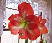 Amaryllis