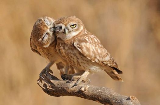 Owl be your buddy
