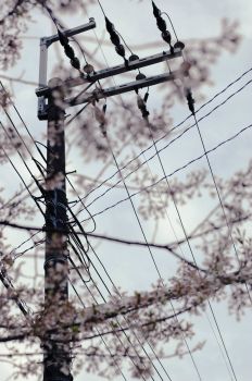 Telephone Pole and Cherry Blossoms