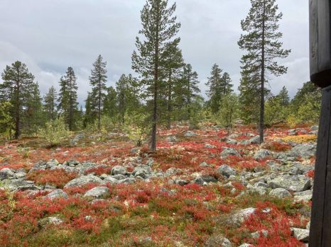 Autumn in Norway II