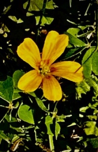 Blooming in my yard today