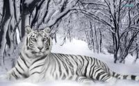 Snow Tiger