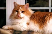 A tribute to Koonsie, one very fine boy!