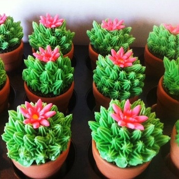 Cupcakes / Succulents