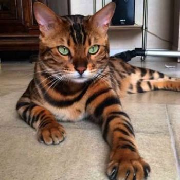 Bengal cat looks like a mini tiger!