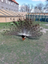 Páv