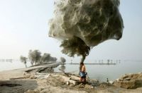 Ghostly Cocooned Trees, Sindh, Pakistan 2010. 