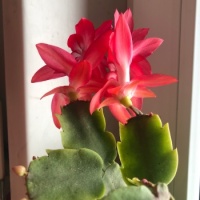 New flower in autumn