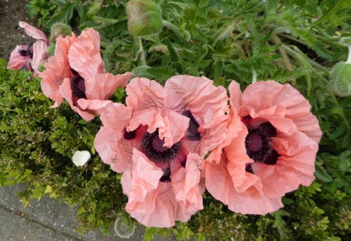 A row of pretty pink poppies